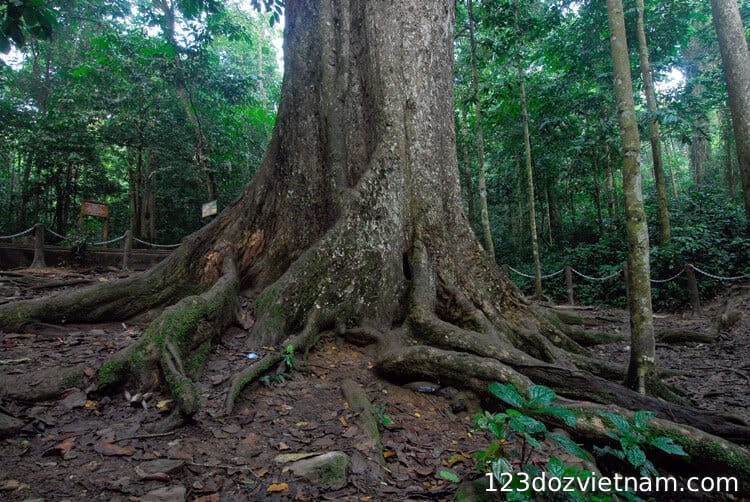 Cuc Phuong Botanical Garden