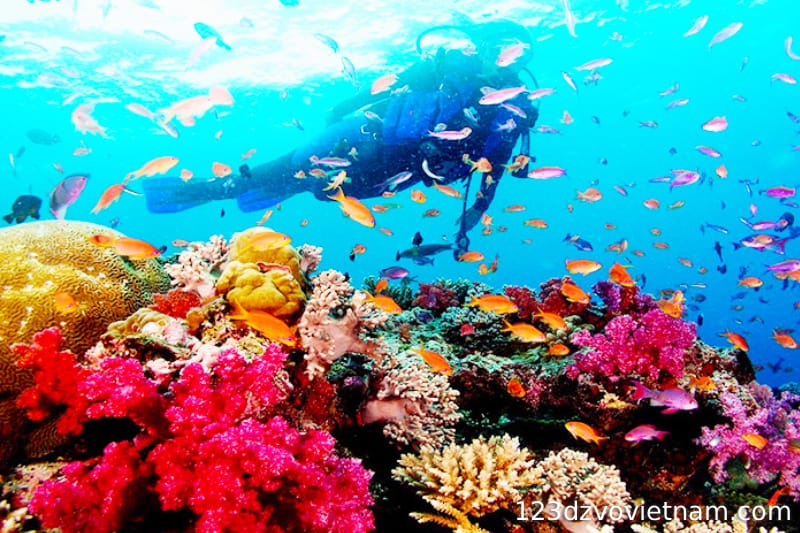Wonderful moments when touching the colorful coral world at Hon Thom