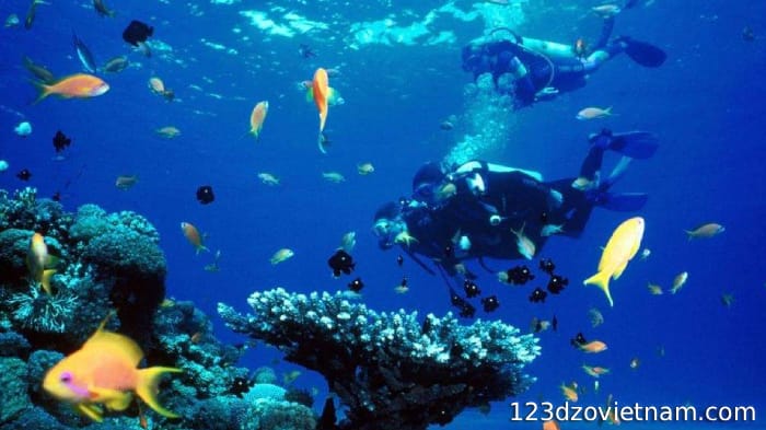 Admire the "garden" of coral and colorful fish