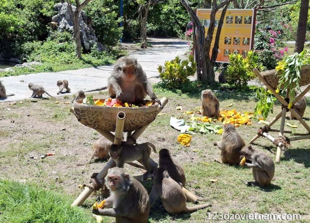 Discover the life of monkeys