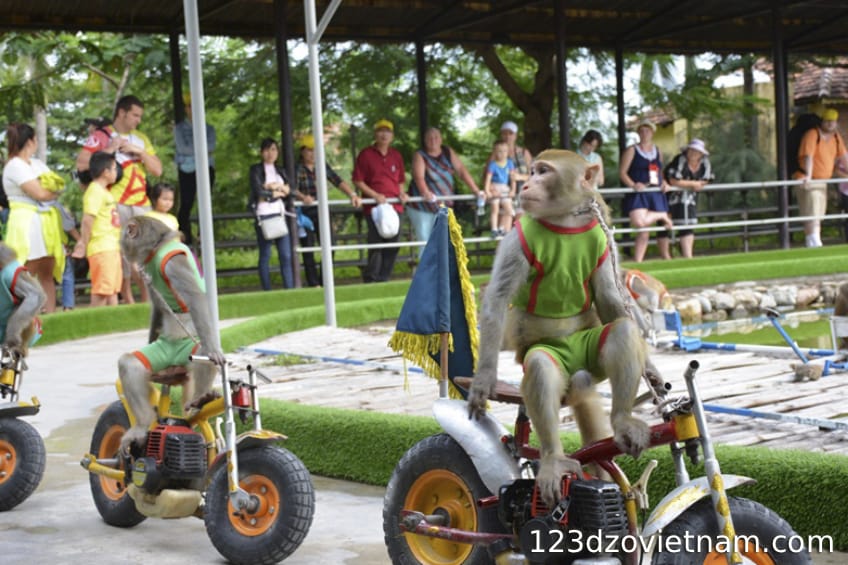 Enjoy the spectacular monkey shows