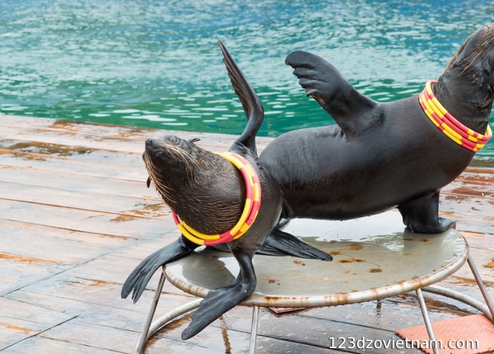 Watch an impressive seal circus