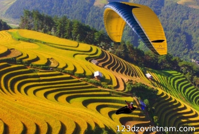 Flying over the golden rice