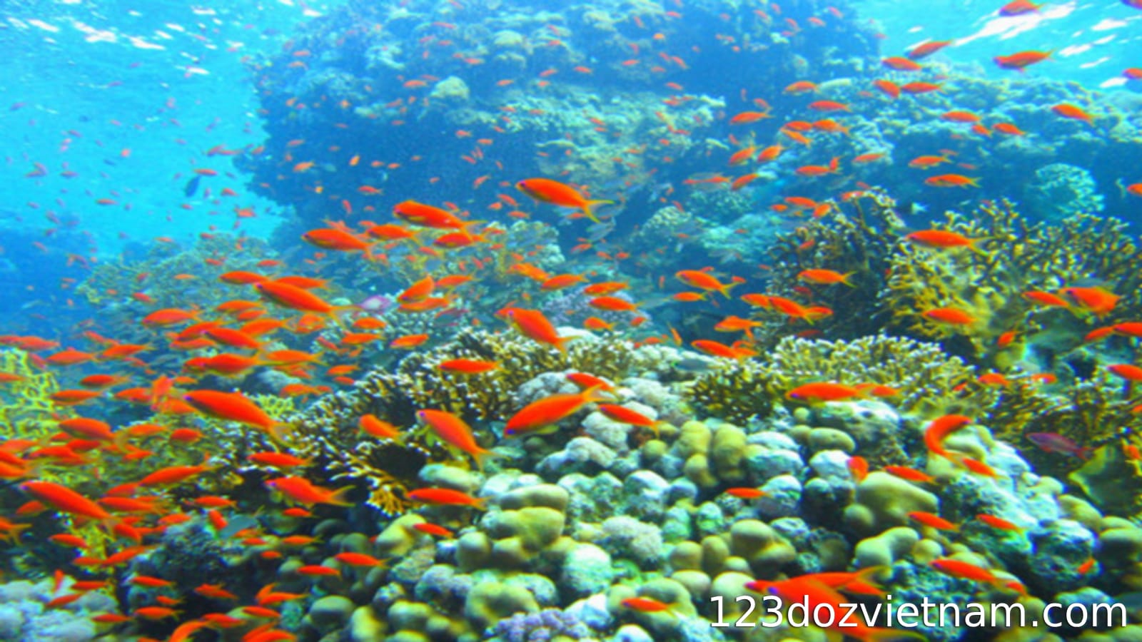 Diverse ecosystem
