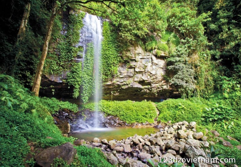 Another view of the rhododendron waterfall
