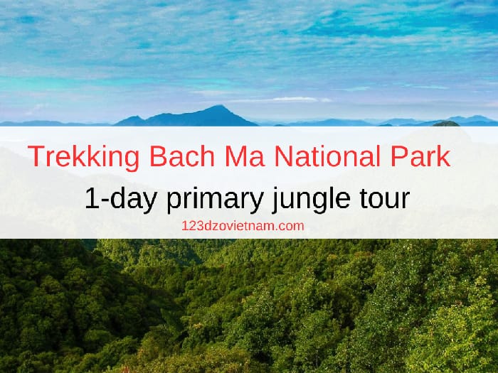 Trekking Bach Ma National Park | 1-day primary jungle tour